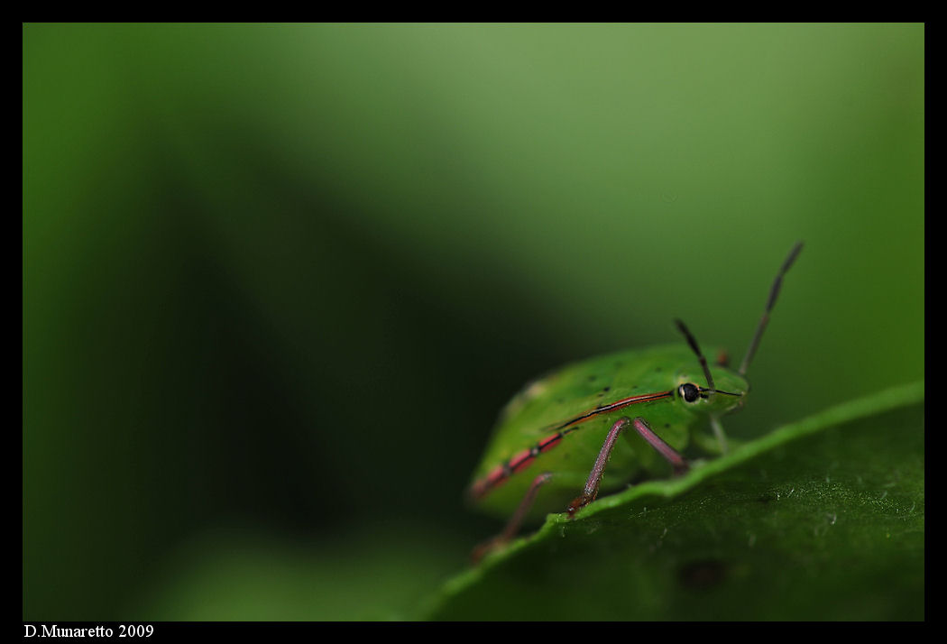 Cimicetta...nel sottobosco!